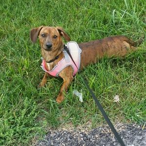 Meet your Posher, Alison